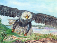 Eagle