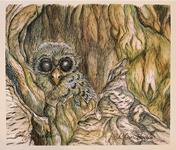 Baby barred owl print