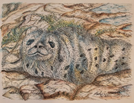 Seal Pup print